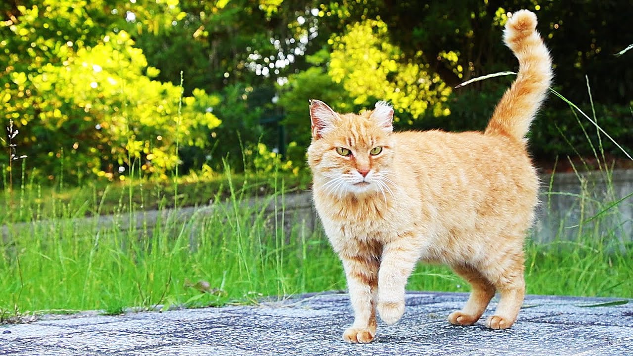 ひとりぼっちでいた日本のさくらねこにご飯をあげたら幸せそうに食べた Impressed catvideo.Stray cat restaurant