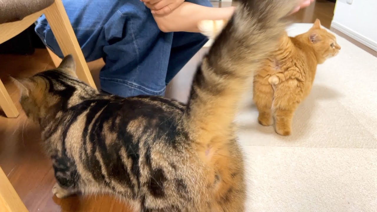 突然の姉の訪問に喜んで群がる猫たち