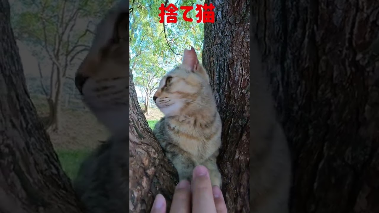 湖畔に捨てられた猫ちゃんが大きくなりました Japanese cats #shorts