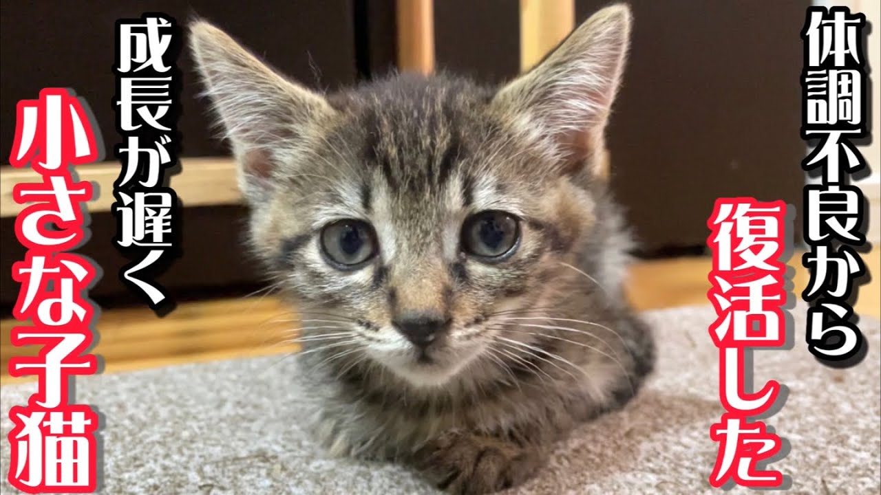 成長が遅く体の小さな子猫が体調不良から復活するとこうなりました