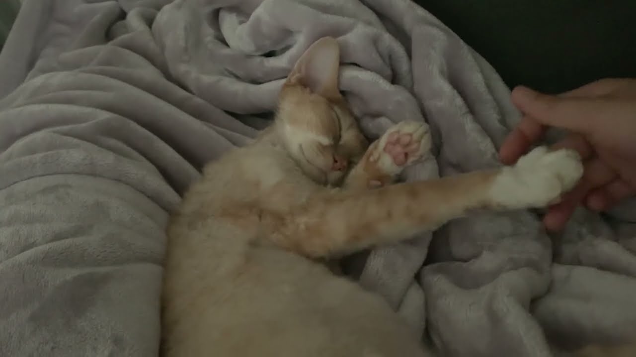 朝熟睡しているデボンレックス猫です。(Devon Rex cat fast asleep in the morning)