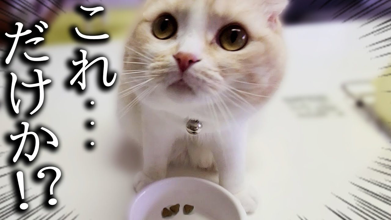 ご飯の量が3粒しかなかった時の猫と犬の反応がこちら