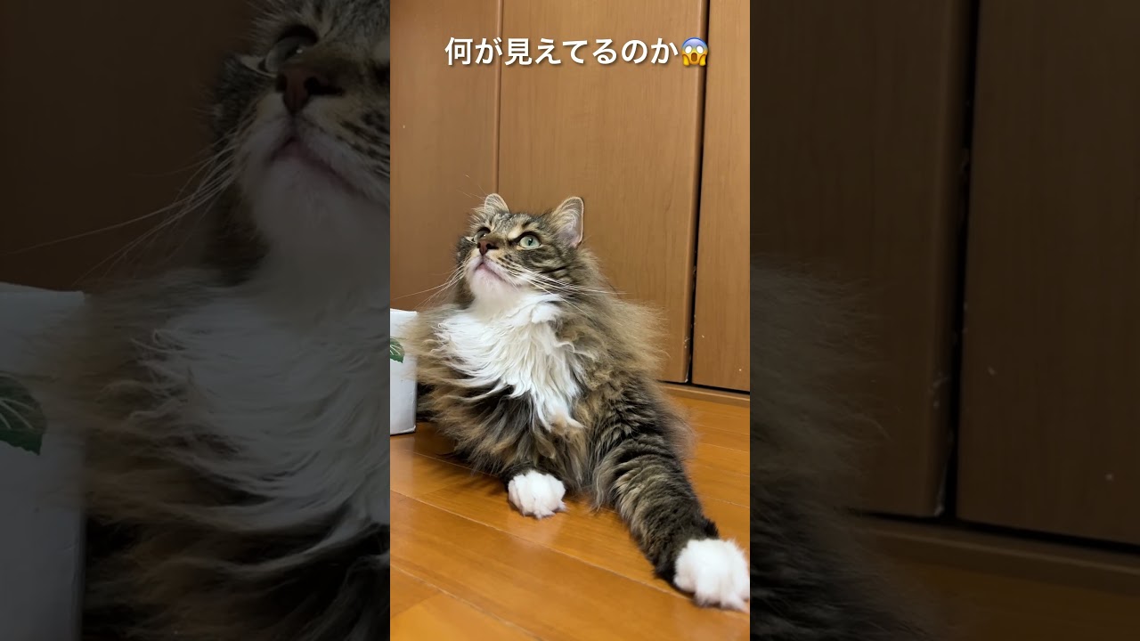 【猫動画】レイちゃん何かに反応😱 #shorts #cat #norwegian #猫 #ノルウェージャンフォレストキャット