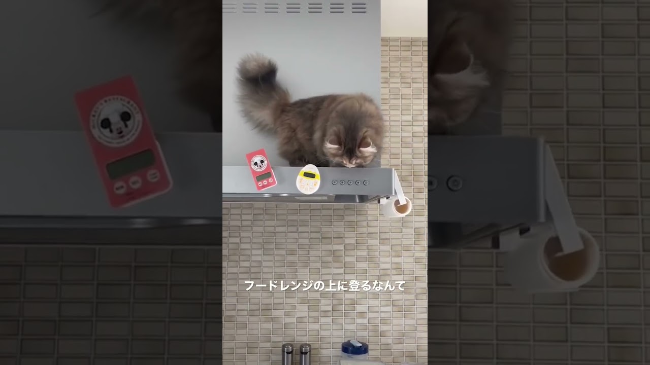 運動神経がいいラガマフィンはこんな所にも登ります　#ragamuffin #kitten  #猫動画