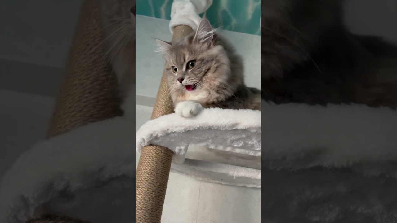 キャットタワーで楽しそうに遊ぶ猫#サイベリアン #shorts