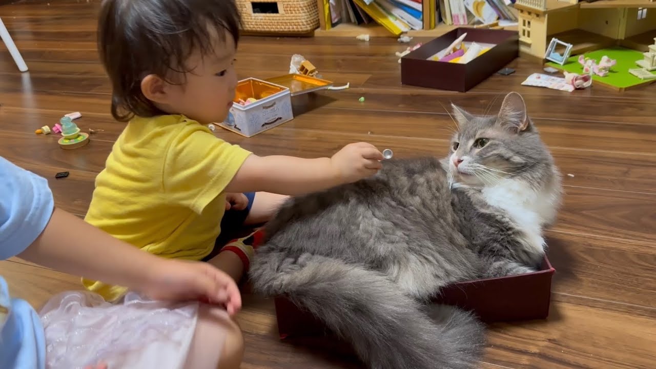 惹きつける猫　ノルウェージャンフォレストキャット　ラガマフィンcharming cat. Norwegian Forest Cat. Ragamuffin.