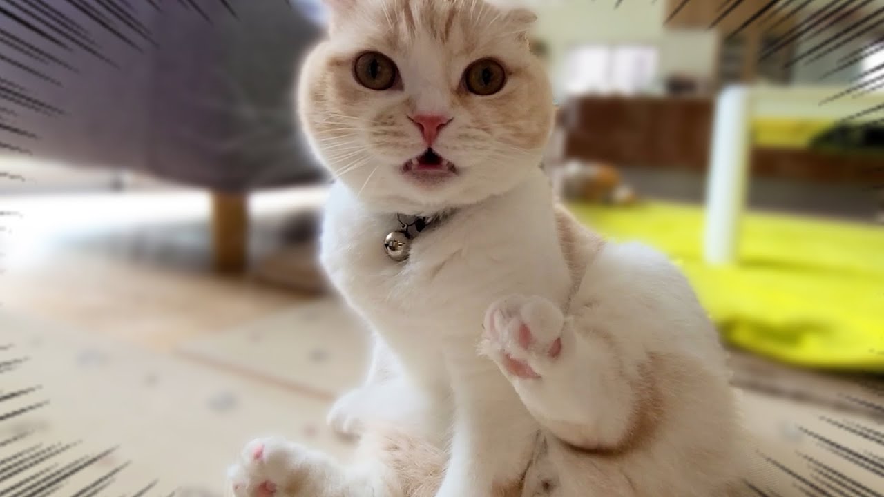猫のうんち後のお尻を嗅いだら失神しかける猫と犬がこちらです...笑