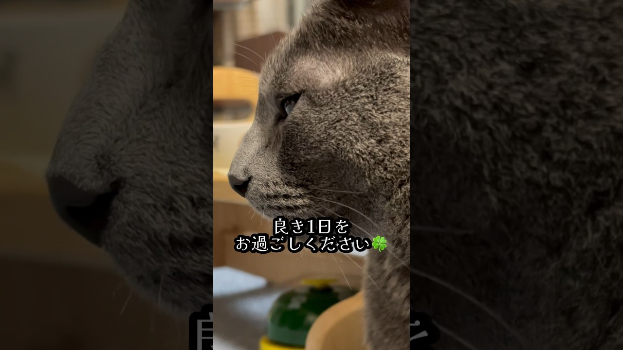【ロシアンブルー】めろん、毎朝鼻が...🤔【猫】#shorts