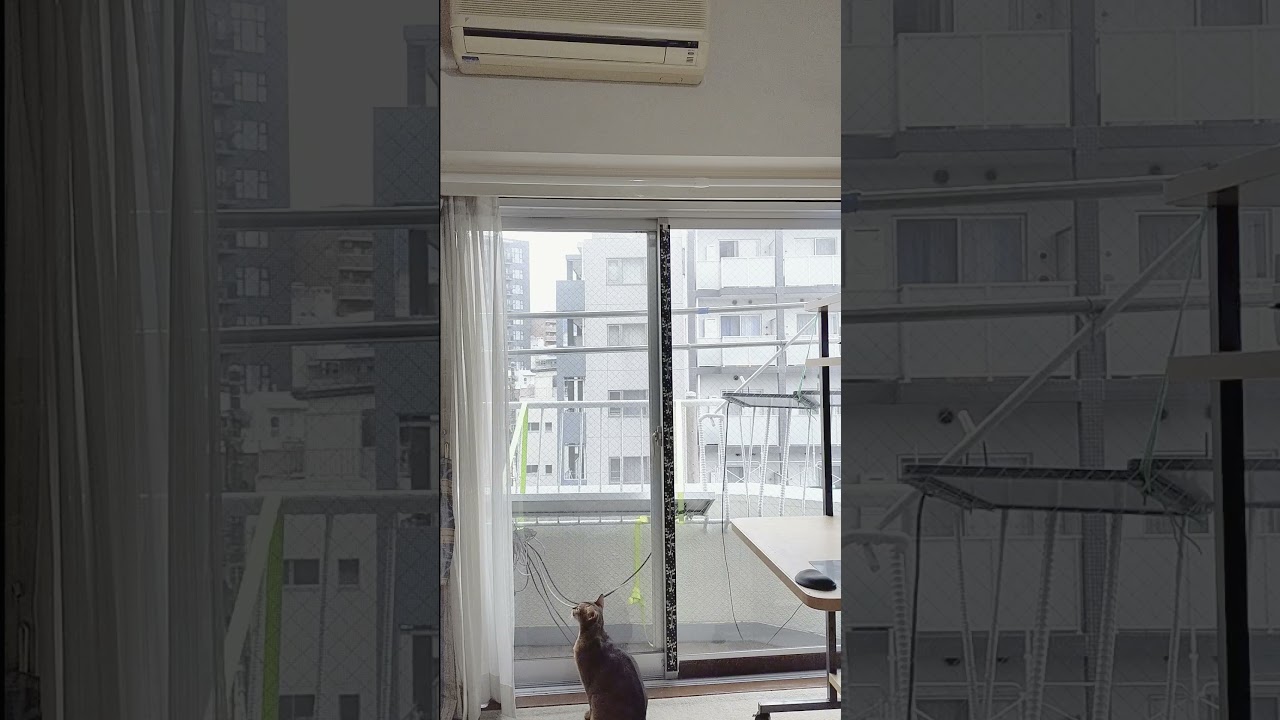 ネコ動画あび＃1416　あびの毎日　アビシニアン　あび