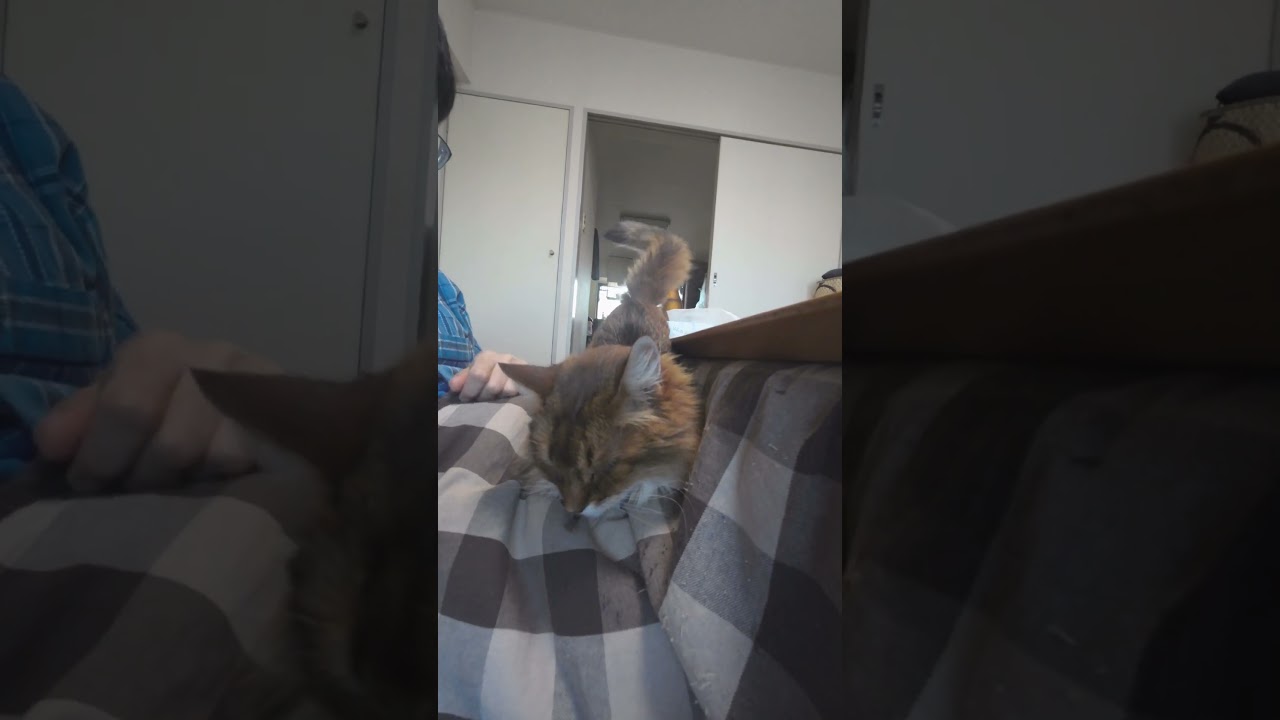 腰を触られるとお尻が上がっちゃう～、な猫 #ソマリ #cat #kmg #cute #shorts