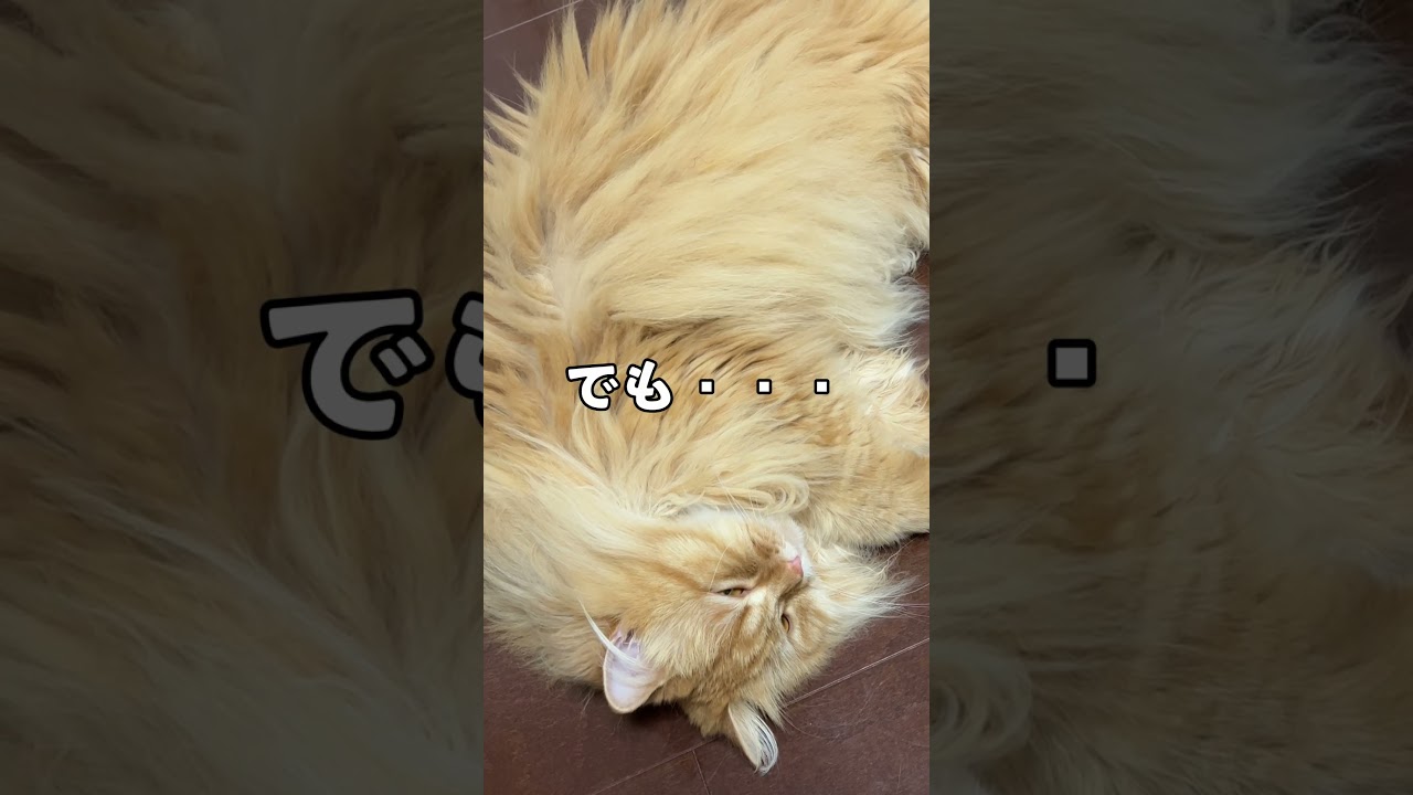 ライオンのような猫、サイベリアン