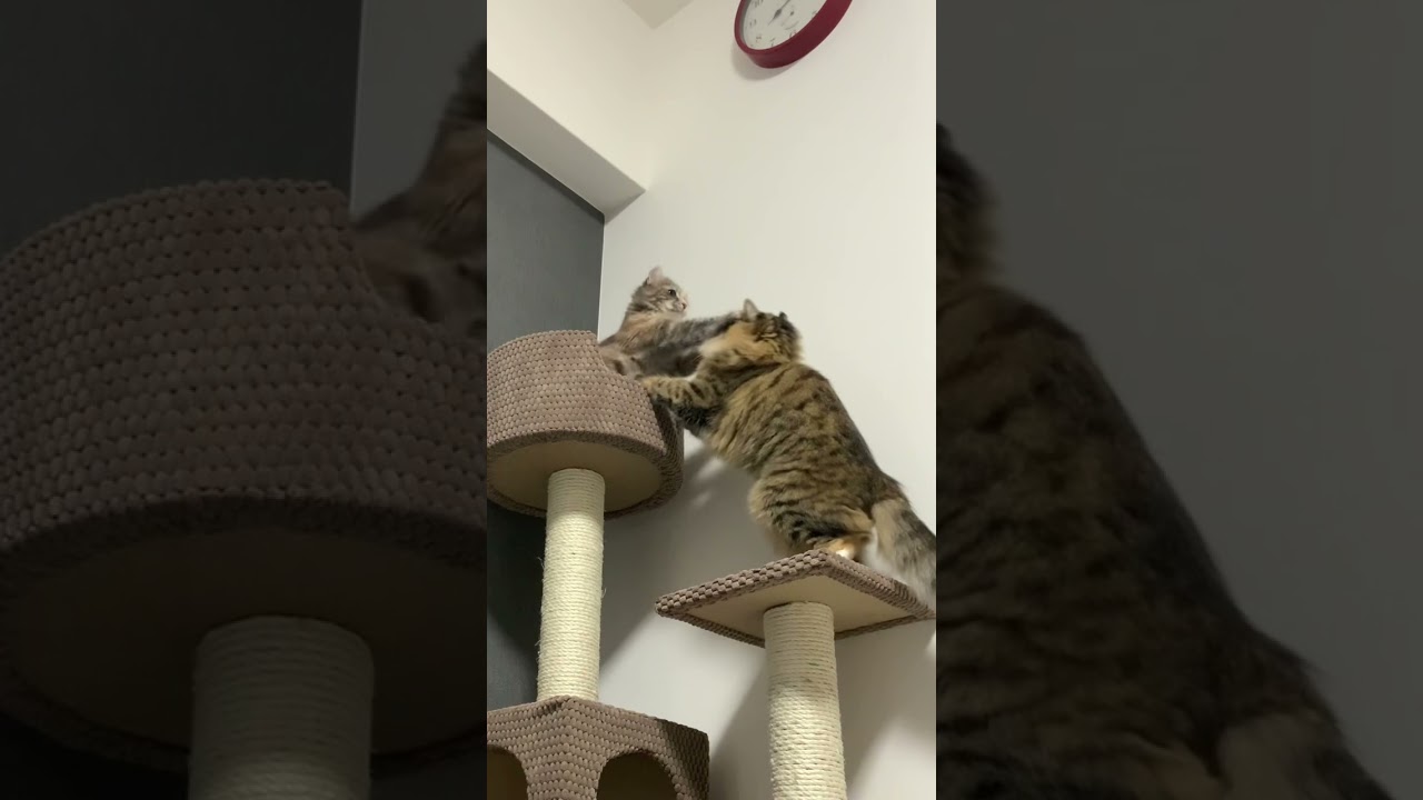 子猫の空振り猫パンチ　#猫 #ねこ #ねこのいる生活 #ねこ部 #キンカロー #アメリカンカール #マンチカン #cat #cats #多頭飼い #猫パンチ #キャットタワー #癒し