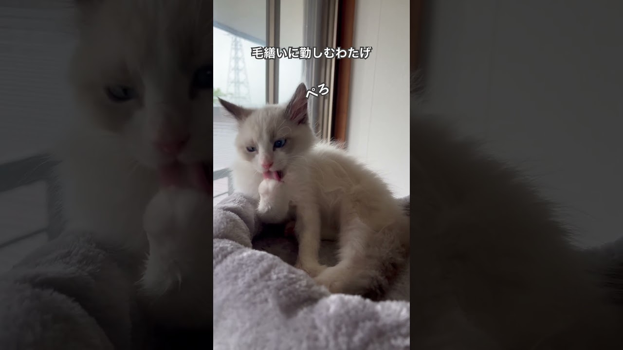 【ラグドールのわたげ】毛繕いに勤しむ猫 #shorts #猫 #ラグドール