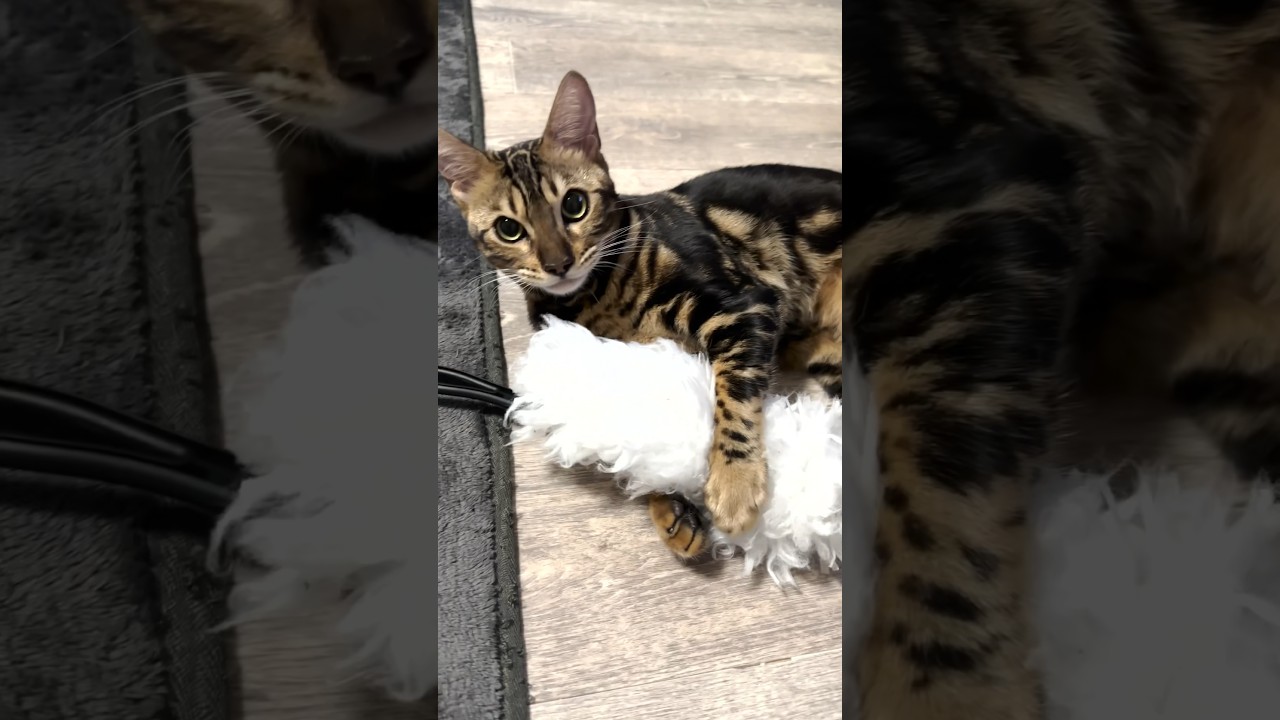 子猫が抱きついているものは… #shorts #cat #ベンガル