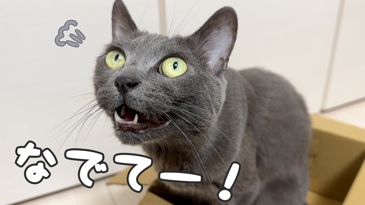 ハムちゃんが堂々と甘えるようになりました！！