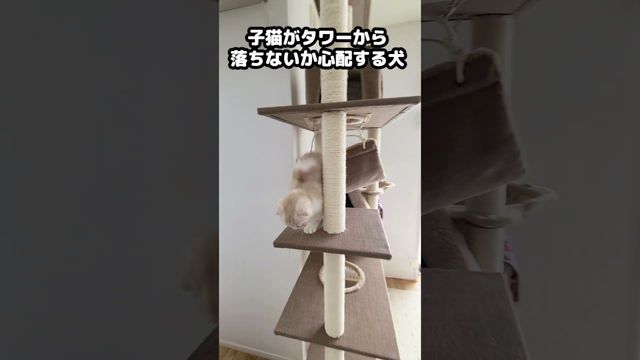 子猫がキャットタワーから落ちないか心配する犬...#shorts