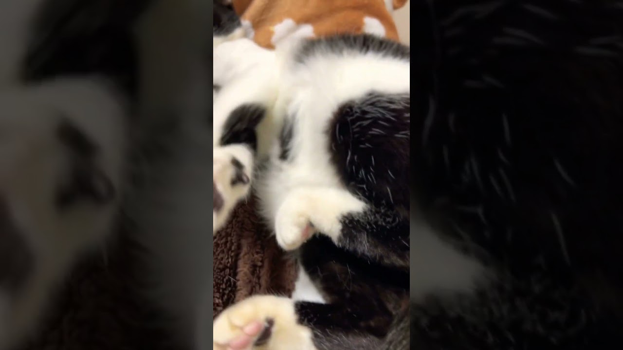 【猫】日本代表　Kitten is too cute  #shorts  #Kedi #cat #ねこ