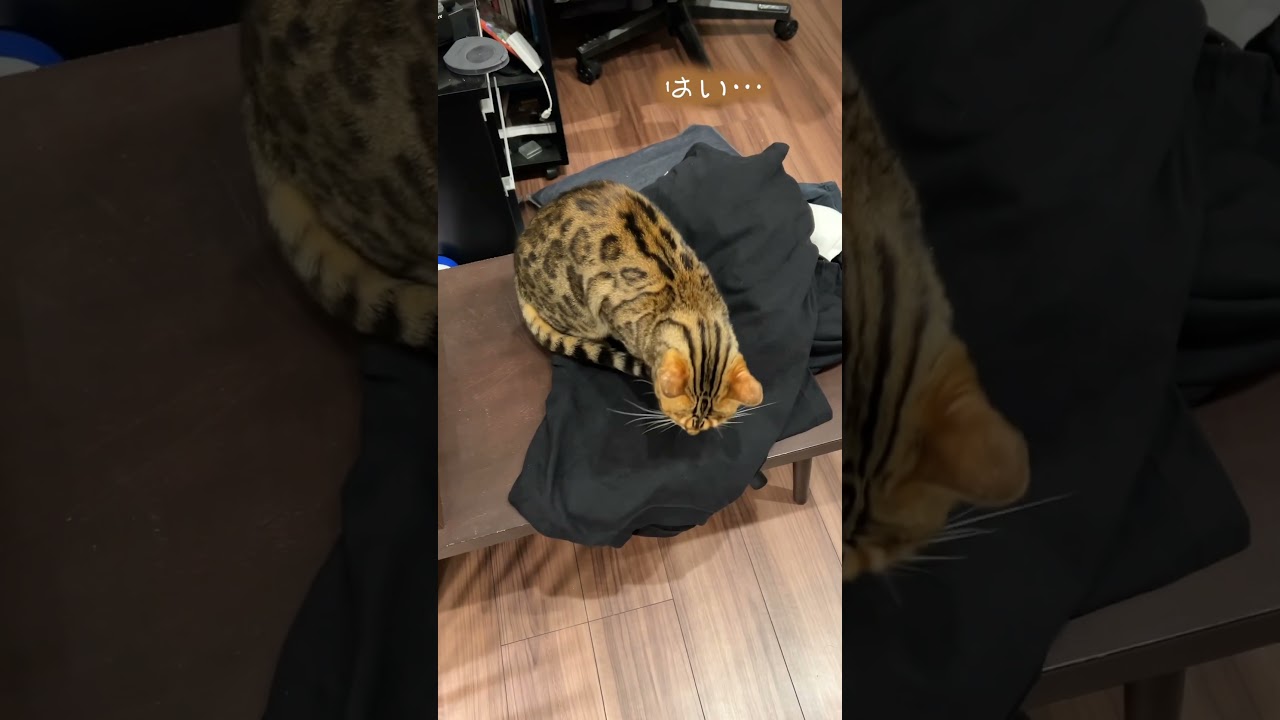悪事がバレたので洗濯物と同化してやり過ごそうとするネコ #ベンガル #ルトロゼ #猫
