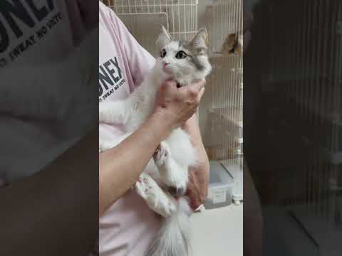 ノルウェージャンフォレストキャット レッドタビー&ホワイトの男の子。