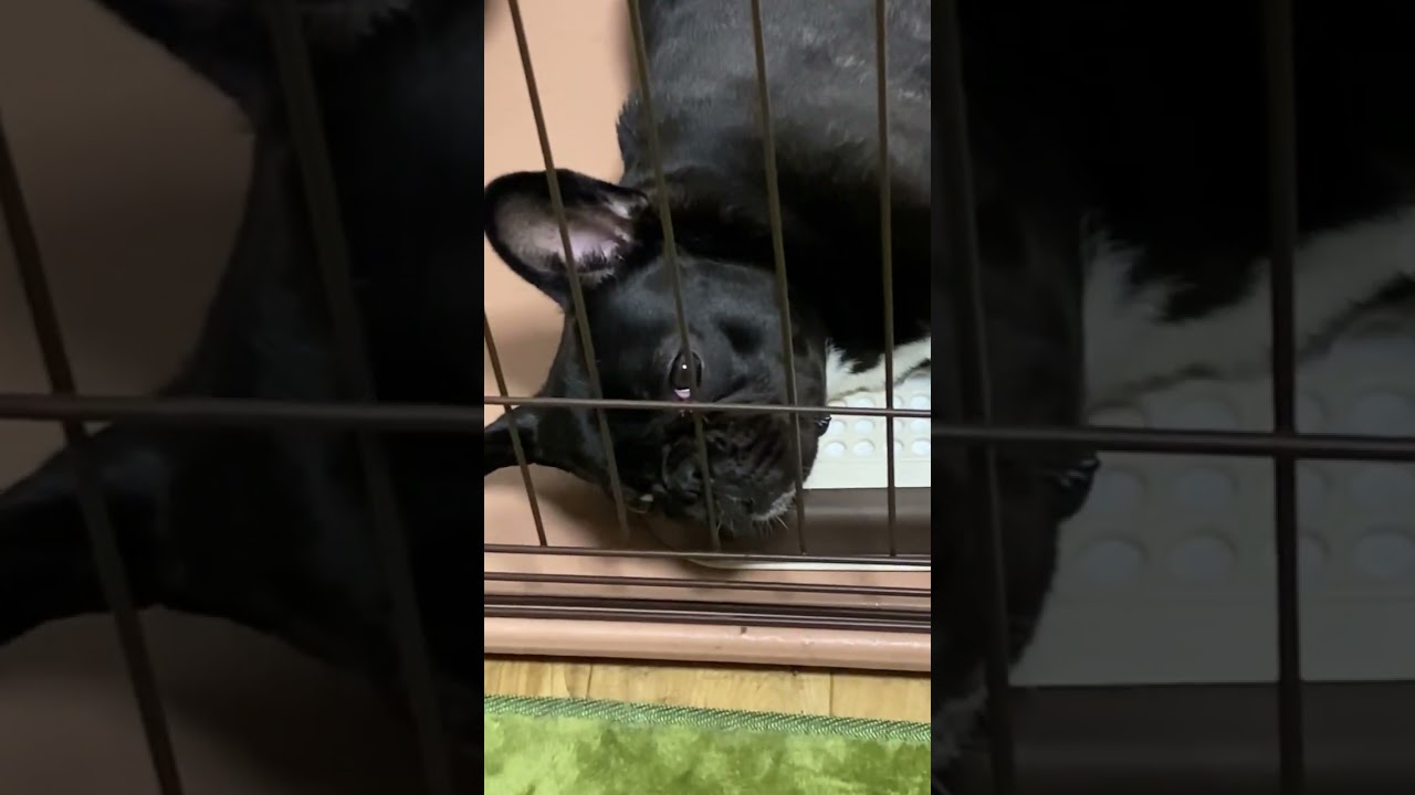 トイレで横たわるもずく