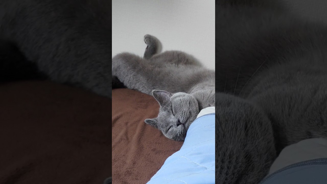 独特な寝相な猫のシャルトリュー（Chartreux, a cat with a unique sleeping position）