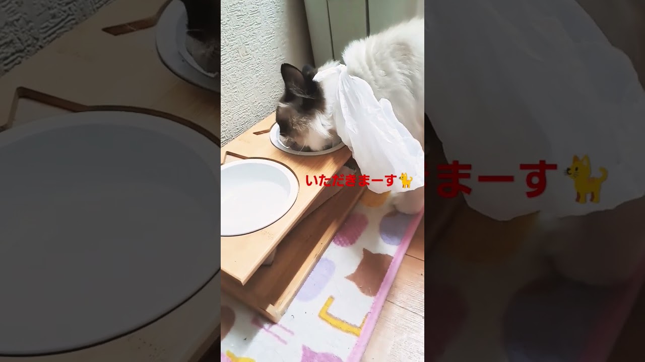変身する猫😻#ラグドール