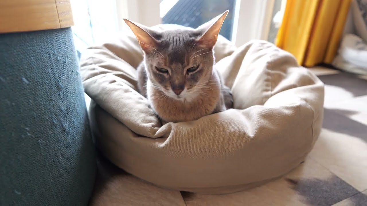 【アビシニアン】歩くトムと香箱座りのアビィ