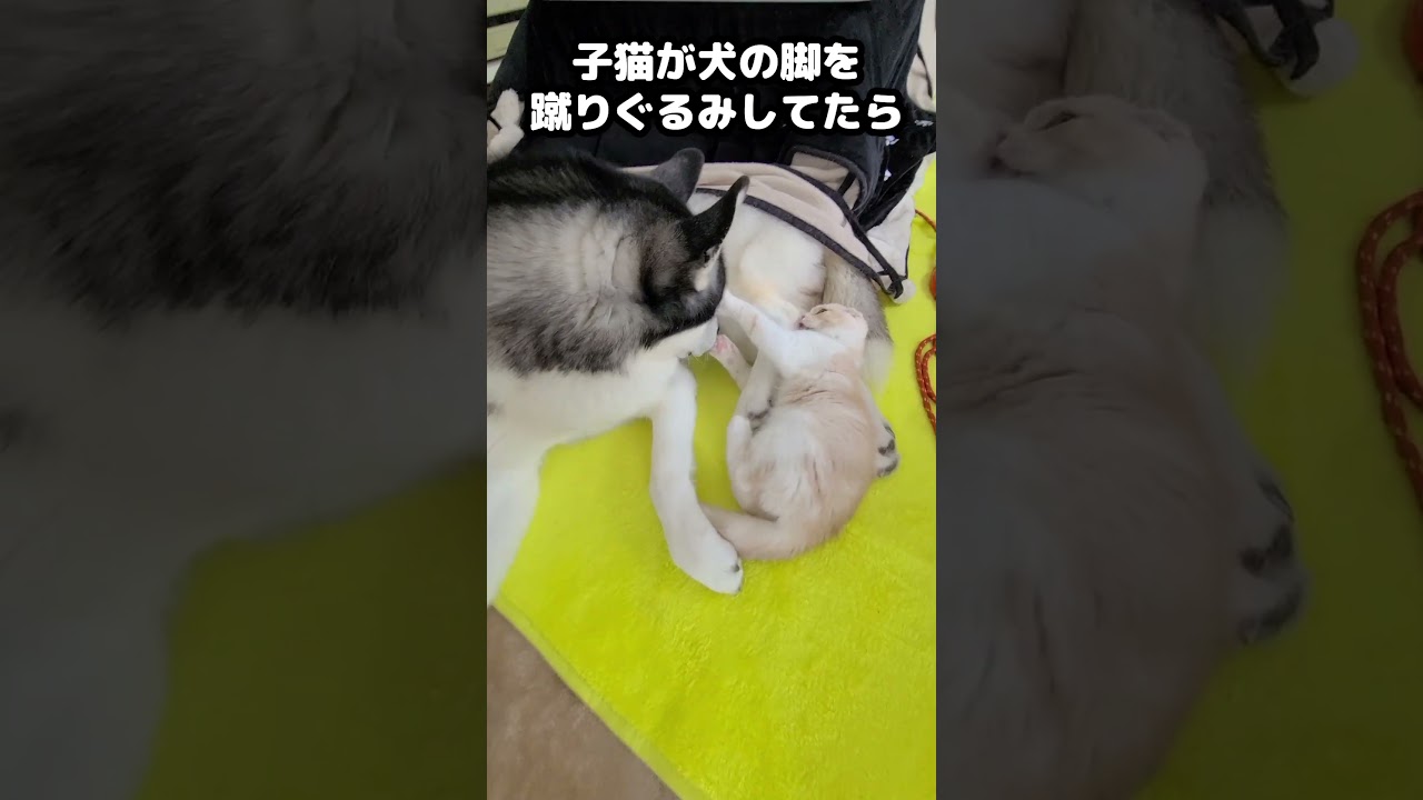 子猫が犬の脚を蹴りぐるみしてたらこうなりました...#shorts