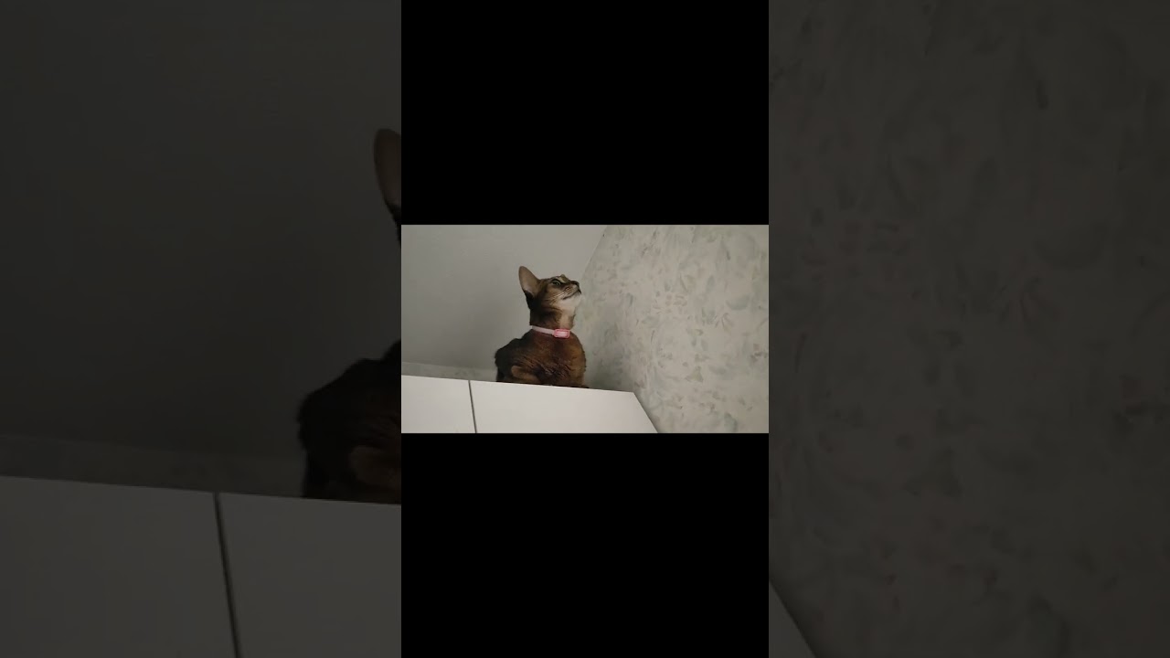 ネコ動画あび#806　#shorts　あびの毎日　アビシニアン　あびブログ