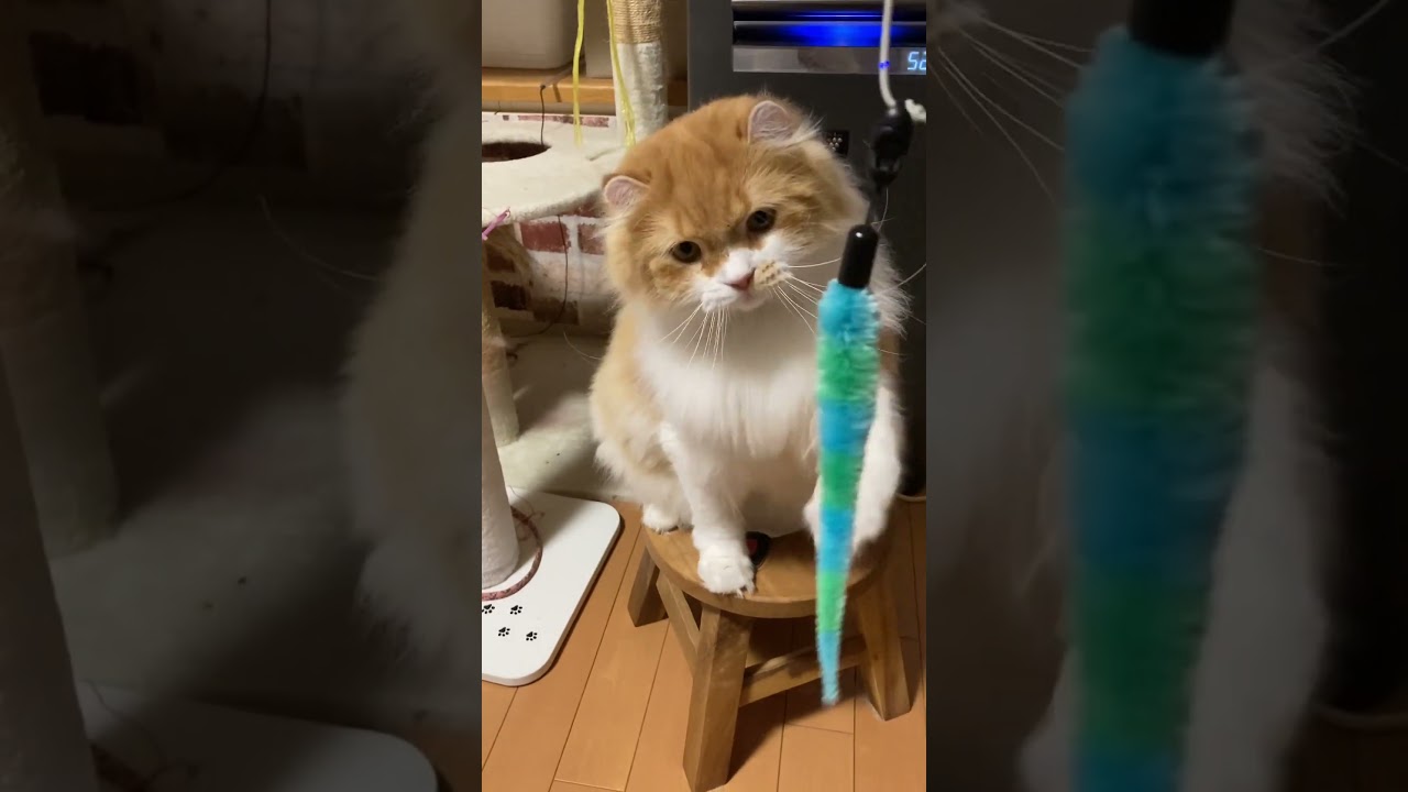 丸椅子に座る猫 #shorts  #猫 #アメリカンカール #cat