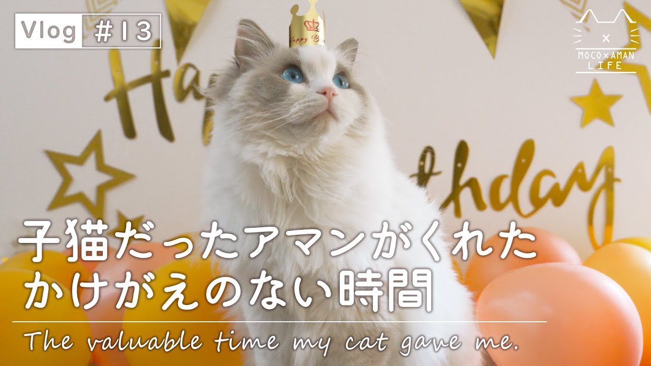 【子猫の誕生日】ラグドール猫の成長記録｜ラグドール猫と暮らす【vlog ＃13】
