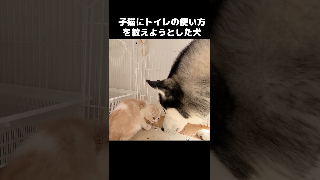 子猫にトイレの使い方を教えようとしたが知らなかった犬...笑 #shorts