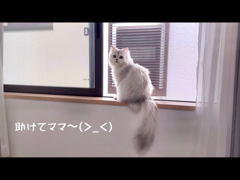 【ペルシャ猫】1人じゃ登れない…助けてママ〜😵‍💫➰