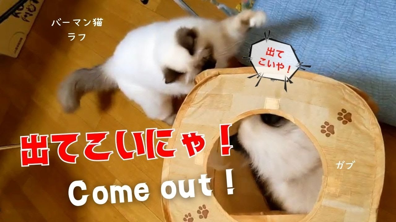 バーマン猫ラフとガブ【出てこいにゃ！】Come out !（バーマン猫）Birman/Cat