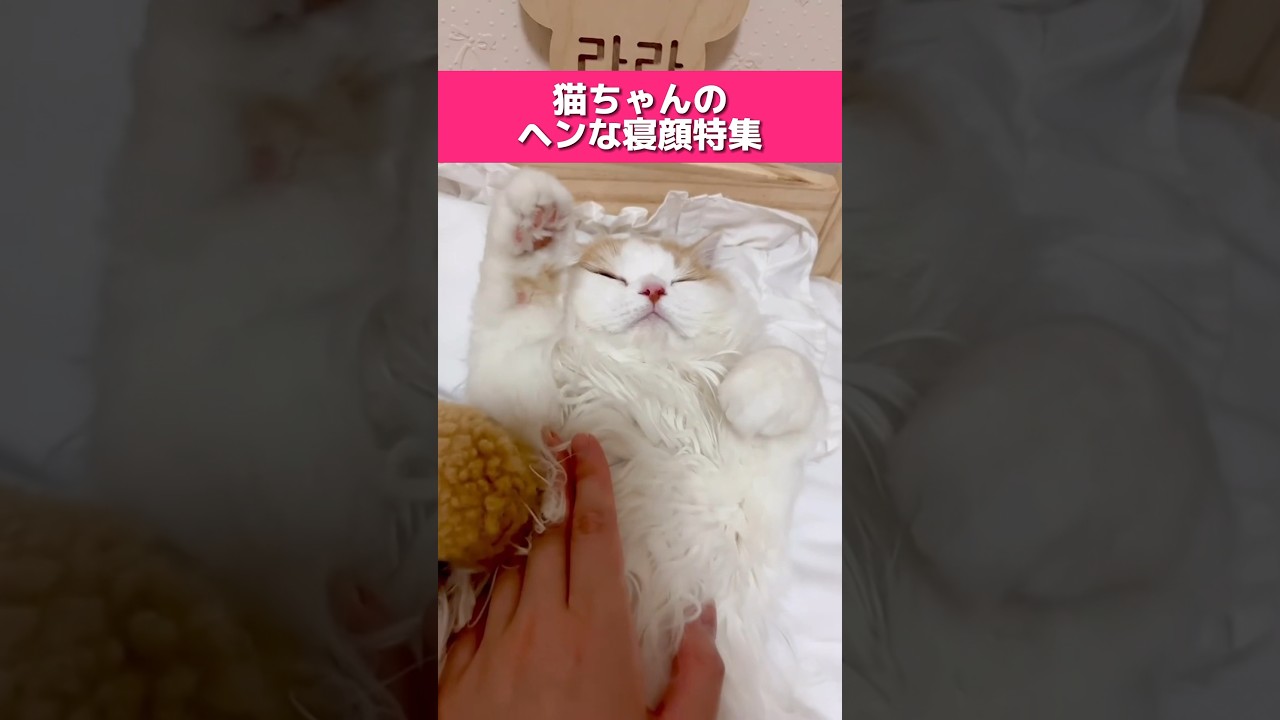 猫のヘンな寝顔特集😴 #猫 #ミヌエット #スコティッシュフォールド #マンチカン #cat #kucing #kitten #子猫