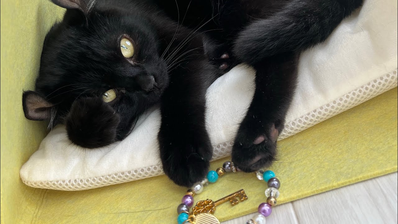 🐈‍⬛アメリカンカールの猫エマ様のまったりお昼寝初夏🔅✨①