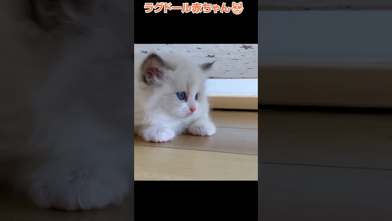 ラグドールの赤ちゃん❤️🐈横浜 子猫専門ブリーダー「律子の部屋」 #shorts #ラグドール#猫のいる暮らし
