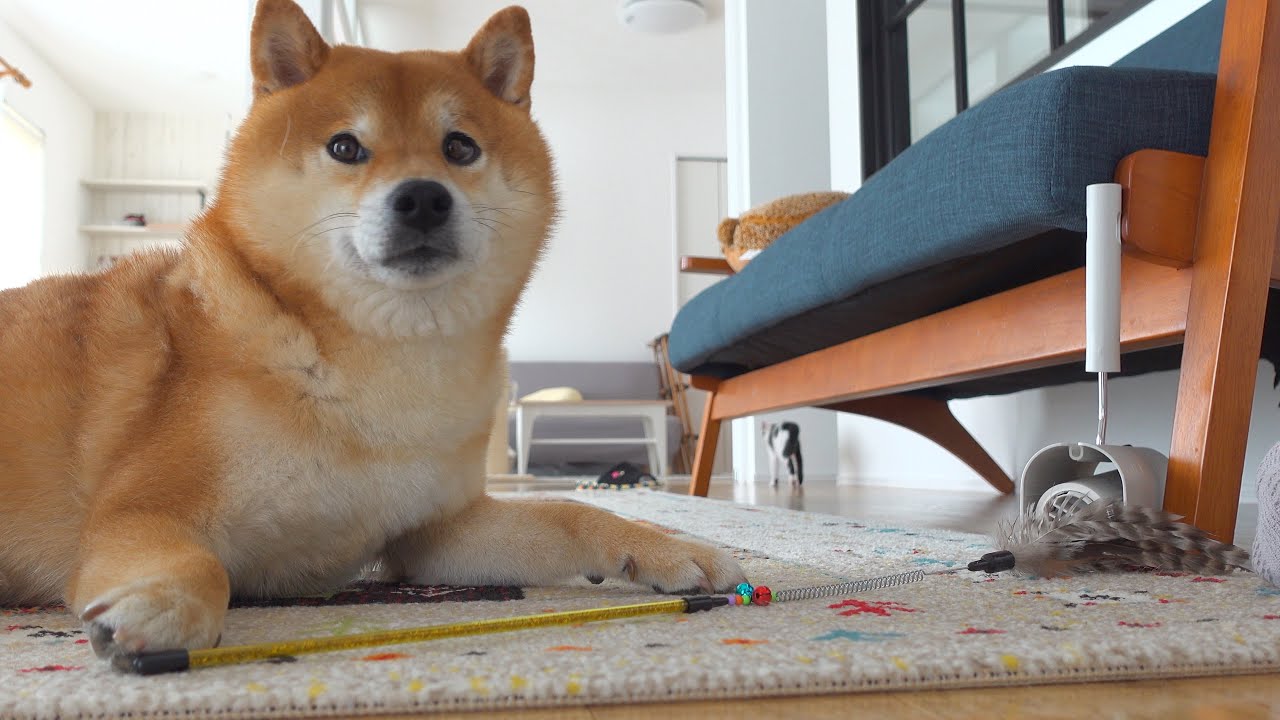 柴犬の親分が子猫のオモチャで遊び始めた！その時呆れた柴犬姉が。。