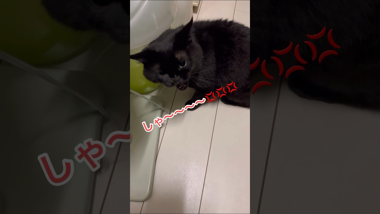 触ったらすぐ怒る黒猫のジジ #shorts #黒猫 #ねこ