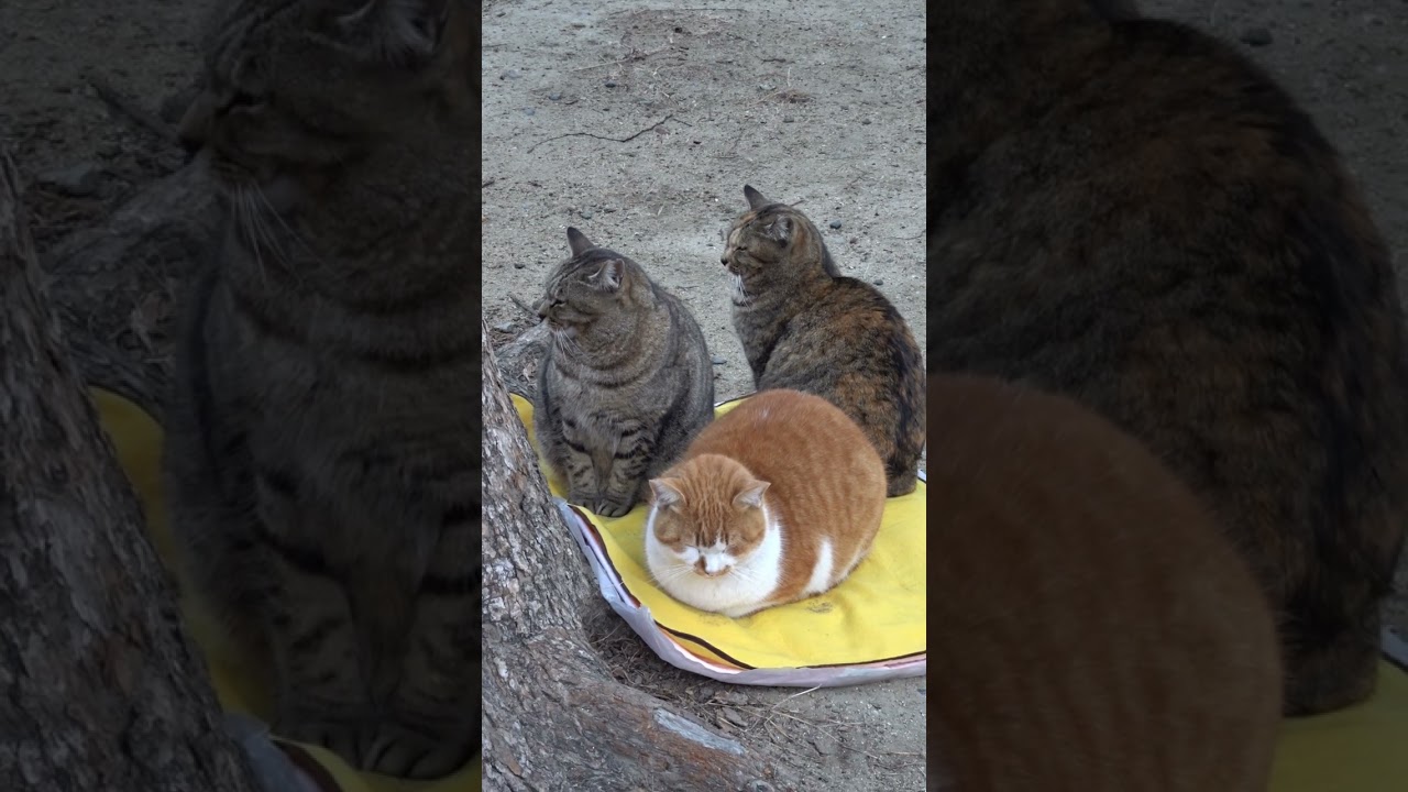 地面も凍る寒い朝、私の毛布が少しは猫の役に立つ！今朝は３匹乗りました！静止画ではありません！⛄😍😻　Three cats rode on the blanket!😍😻　#Shorts