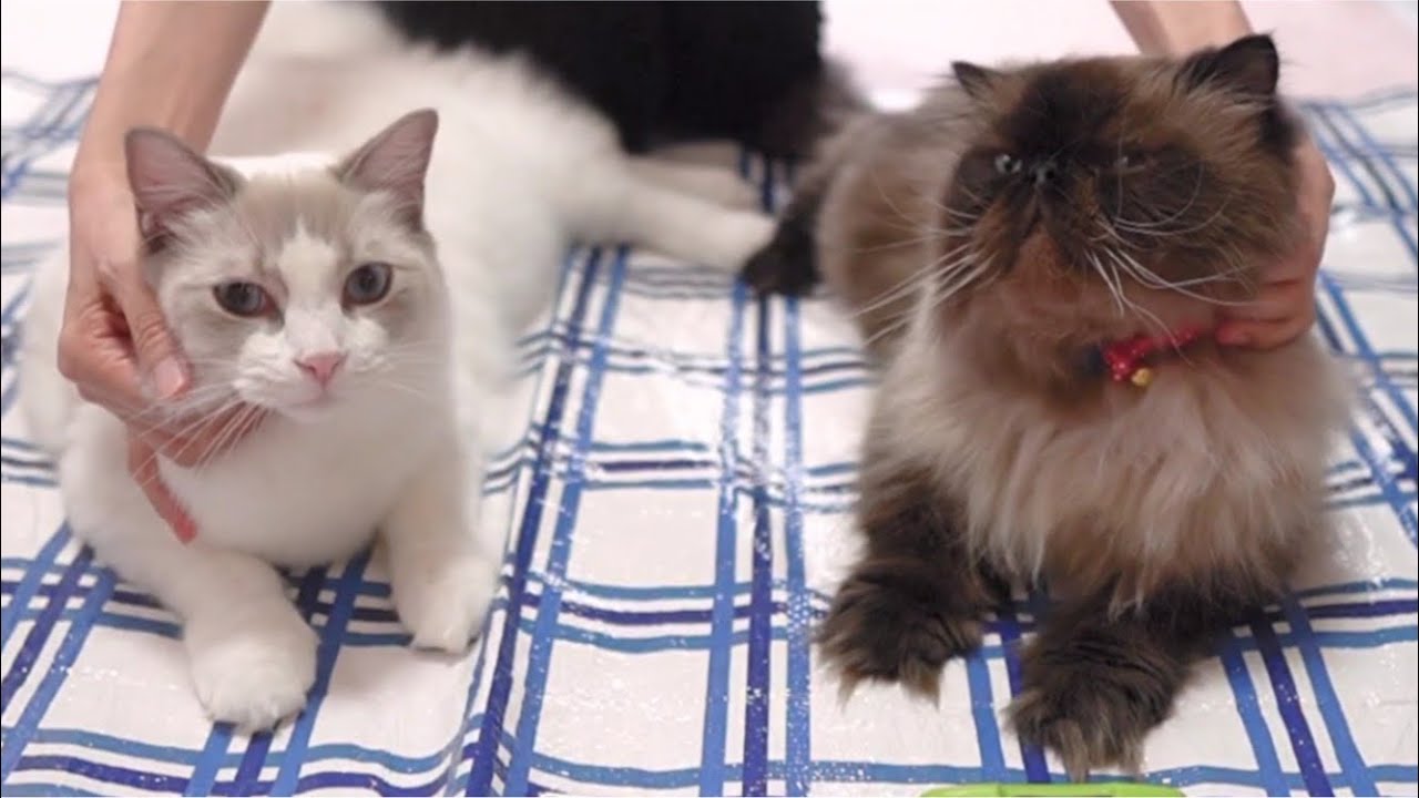 【ヒマラヤン】スリッカーブラシとカーブブラシ比べてみた　ラグドール猫！｜抱っこが好きな猫 ｜ヒマラヤン猫｜甘える猫
