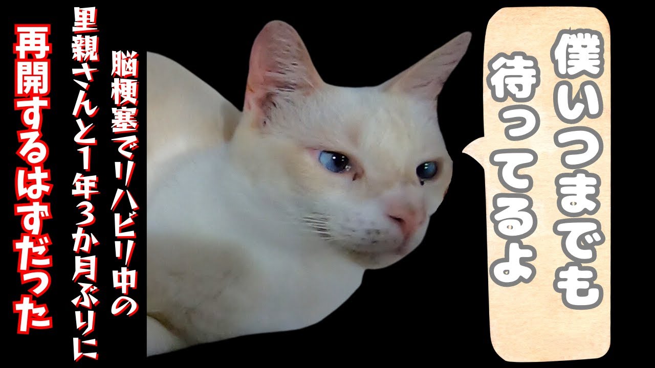 脳梗塞でリハビリ中の里親さんスコティッシュフォールドはいつまでも待ってるよ（保護猫カフェ猫の木）十三駅　Stroke rehabilitation foster parents