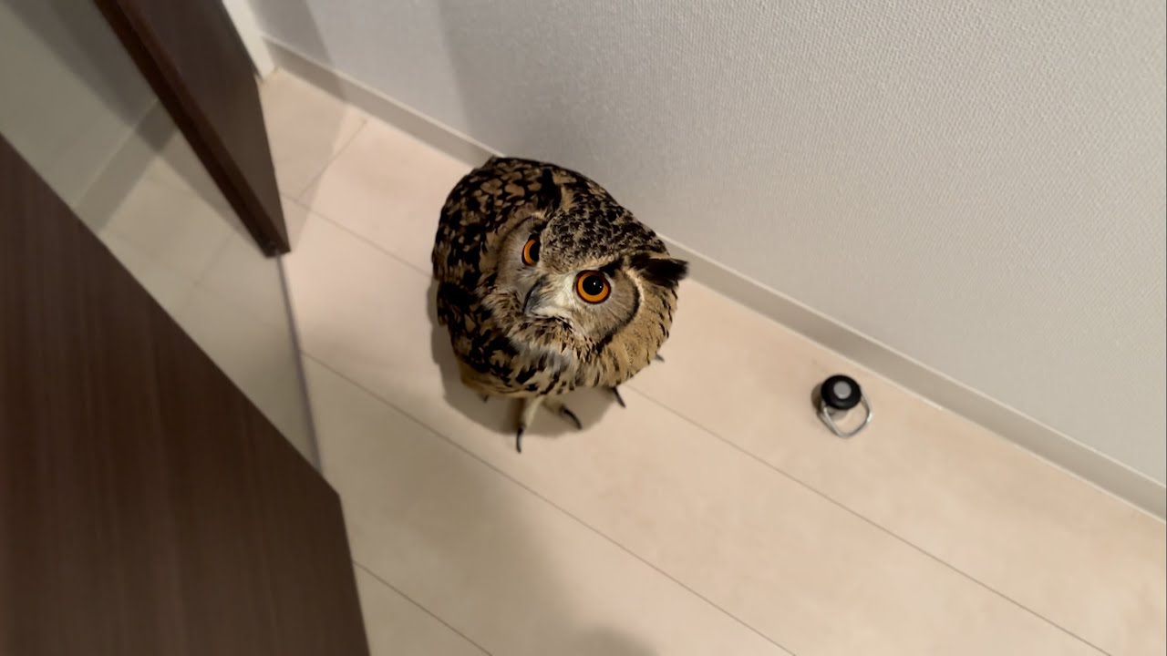 #779 フクロウの晩御飯 Owl's dinner【ベンガルワシミミズク】