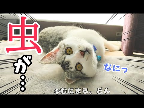 子猫が初めての虫に大興奮してしまいました…。