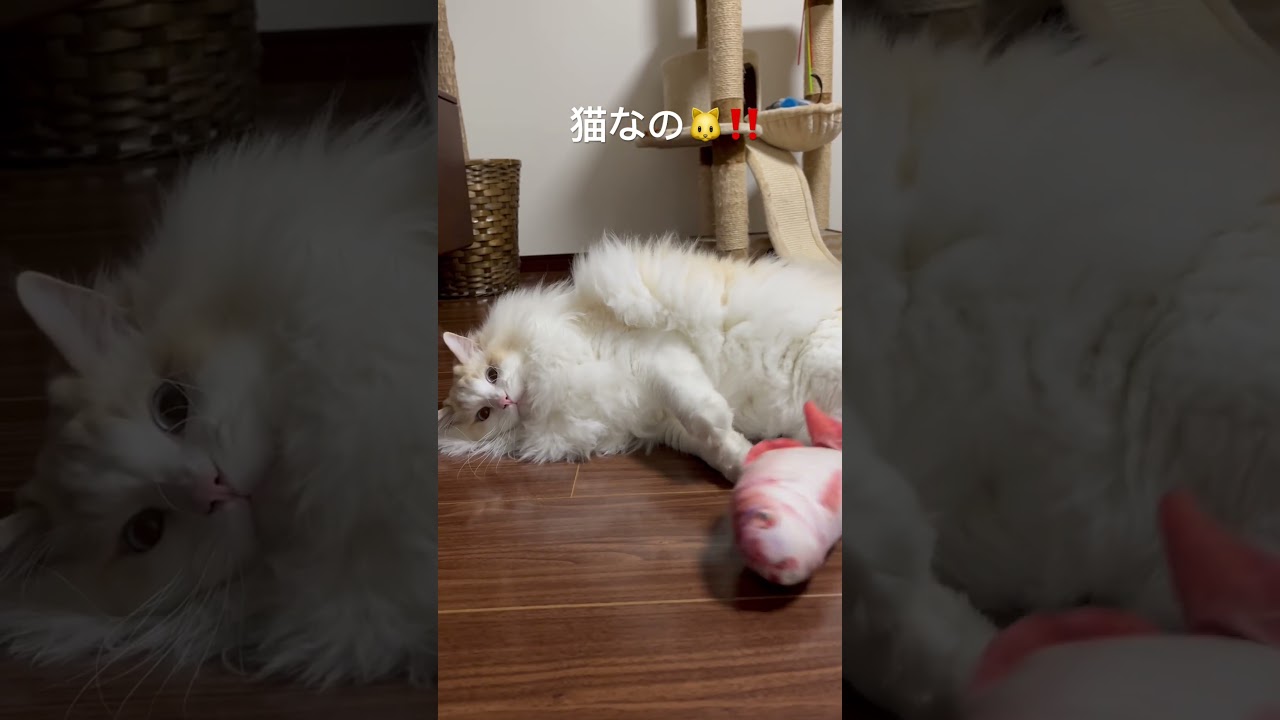 魚🐟大好き！ラグドール♂マロ様吾輩はねこなの❗️