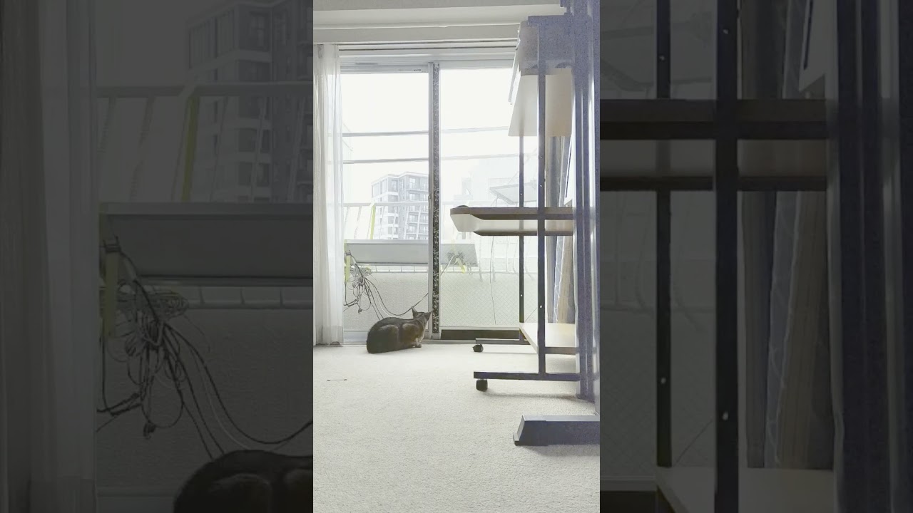 ネコ動画あび＃1399　あびの毎日　アビシニアン　あび