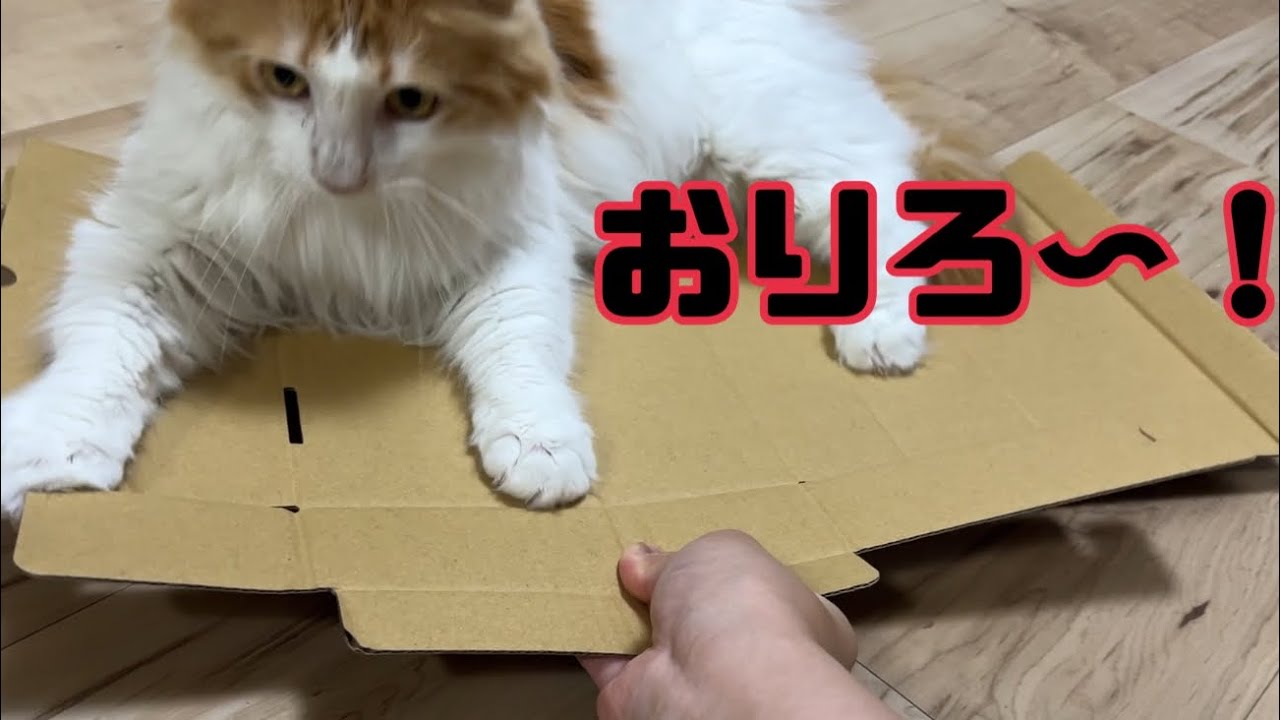 ダンボールを乗っ取る猫【マリー（メインクーン）】