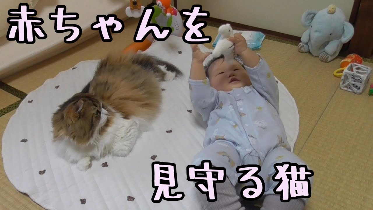 赤ちゃんを見守る猫【ラガマフィン】
