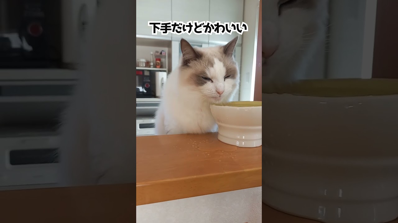 下手だけどかわいい#shorts #猫#cat #ラグドール#かわいい