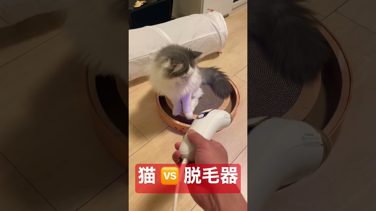 猫vs光脱毛器 #ラガマフィン #猫  #ragamuffin #cat  #vs #shorts